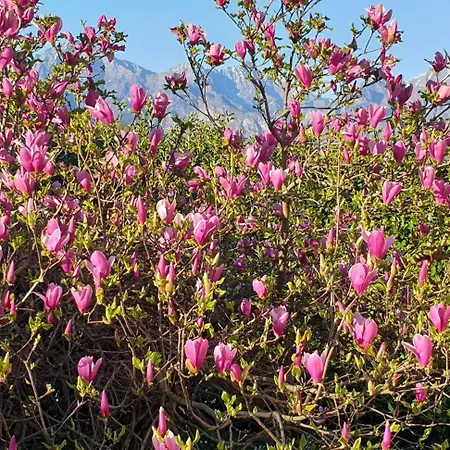 Iris Winter Escape Three Bedrooms With Private Garden 别墅