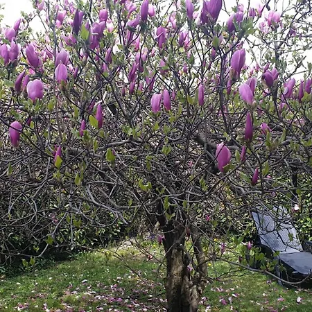 别墅 Iris Winter Escape Three Bedrooms With Private Garden